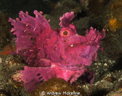 Paddle Flap Rhinopia looked purple, but is magenta under ... by Andrew Mckelvie 